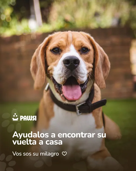 Campaña de Pawsi para ayudar a mascotas perdidas